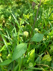 Hyptis capitata