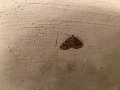 Triphosa dubitata