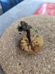 Heimiomyces tenuipes