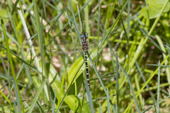 Archaeosynthemis leachii