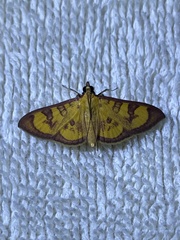 Prenesta scyllalis