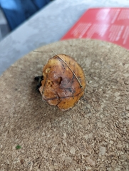 Heimiomyces tenuipes