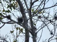 Tillandsia recurvata
