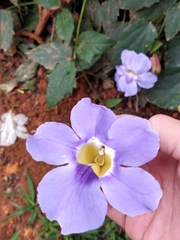 Thunbergia grandiflora