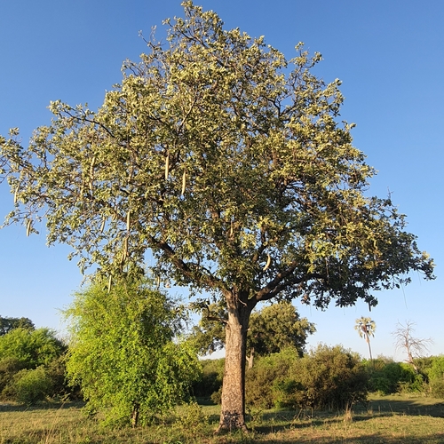 Kigelia africana image