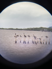 Pelecanus occidentalis