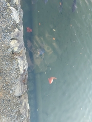 Cyprinus carpio