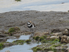 Charadrius falklandicus