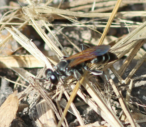 Liris apicipennis