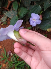 Thunbergia grandiflora