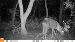 Cephalophus silvicultor