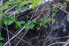 Jacquemontia solanifolia