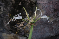 Hymenocallis caribaea