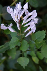 Plectranthus saccatus