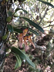 Bulbophyllum omerandrum
