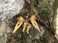Bulbophyllum omerandrum
