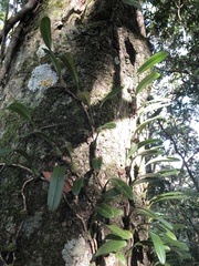 Bulbophyllum omerandrum