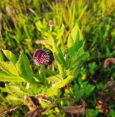 Sphaeranthus indicus