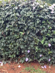 Thunbergia grandiflora