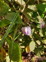 Centrosema pubescens