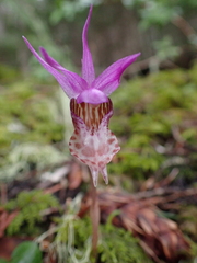 Calypso bulbosa occidentalis