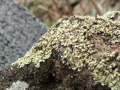 Squamarina cartilaginea