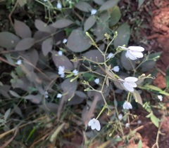 Rhinacanthus nasutus
