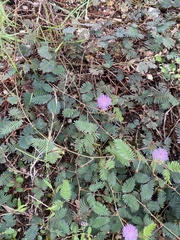 Mimosa pudica