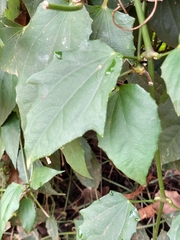 Thunbergia grandiflora
