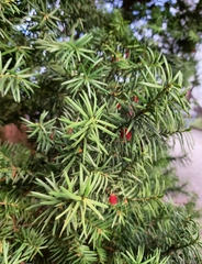 Taxus baccata