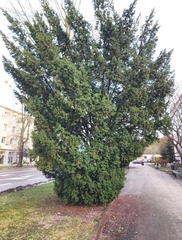 Taxus baccata