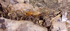 Dysderidae