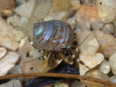 Pagurus hirsutiusculus