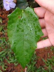 Thunbergia grandiflora