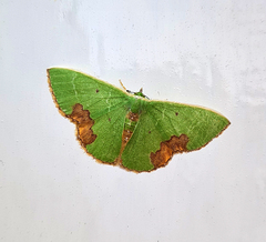 Comibaena integranota