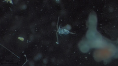 Copepoda