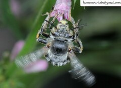 Anthophora hebeiensis