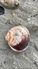 Glycymeris glycymeris