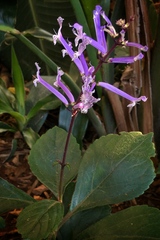 Plectranthus hilliardiae