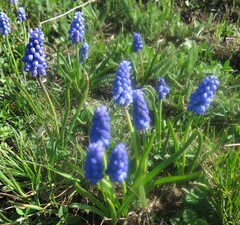Muscari