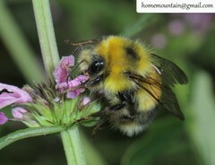 Bombus consobrinus