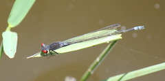 Pseudagrion sublacteum