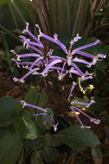 Plectranthus hilliardiae