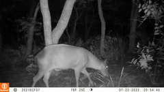 Cephalophus silvicultor