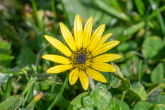 Arctotheca calendula