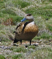 Lophonetta specularioides