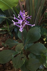 Plectranthus hilliardiae