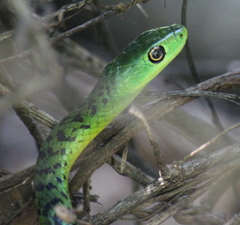 Philothamnus natalensis