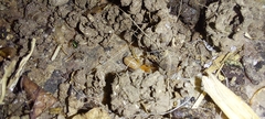 Dysderidae