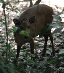 Cephalophorus natalensis